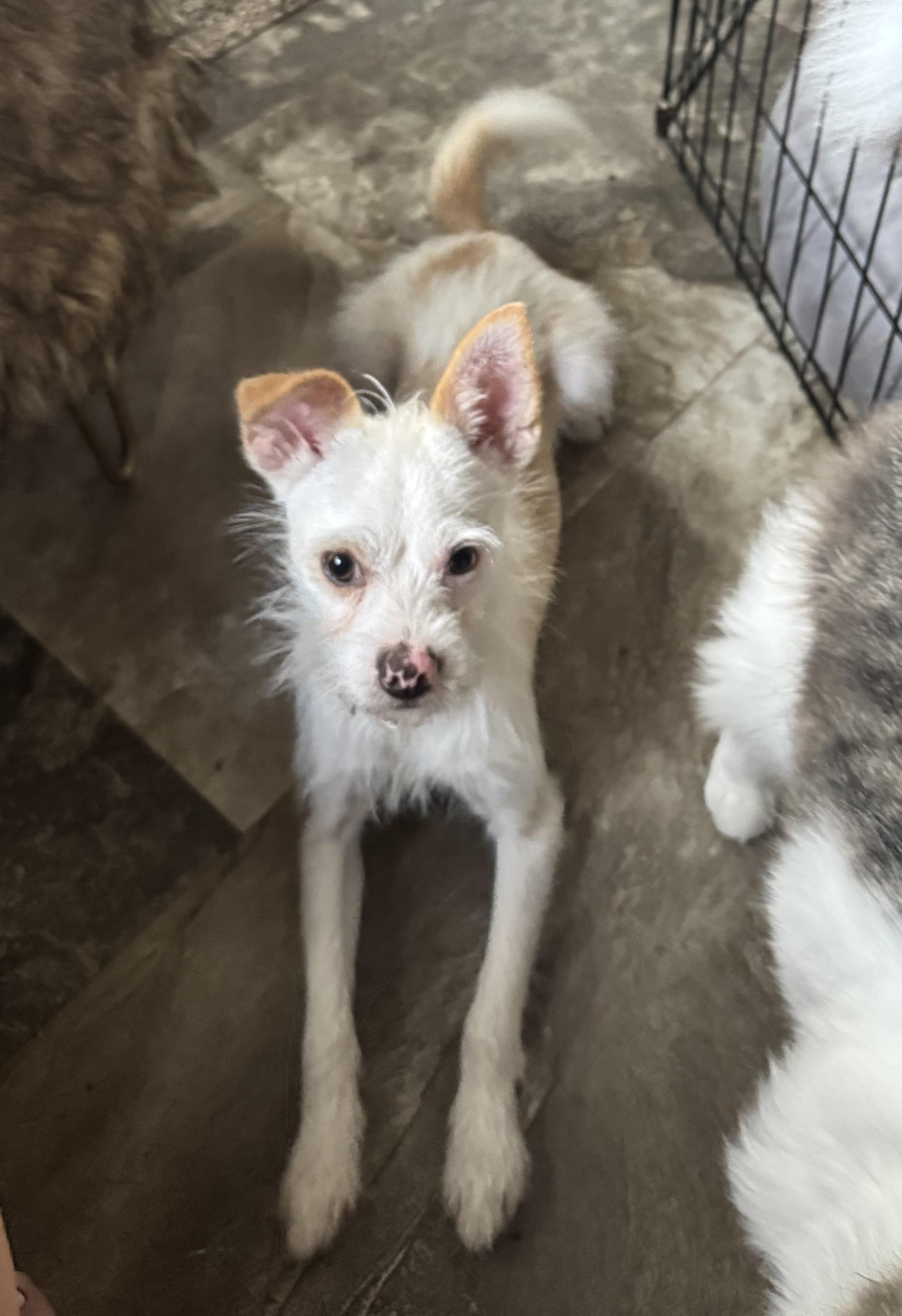 Enlarge Stretch , a ADOPTABLE mixed breed in Lake Worth, FL image 2/4