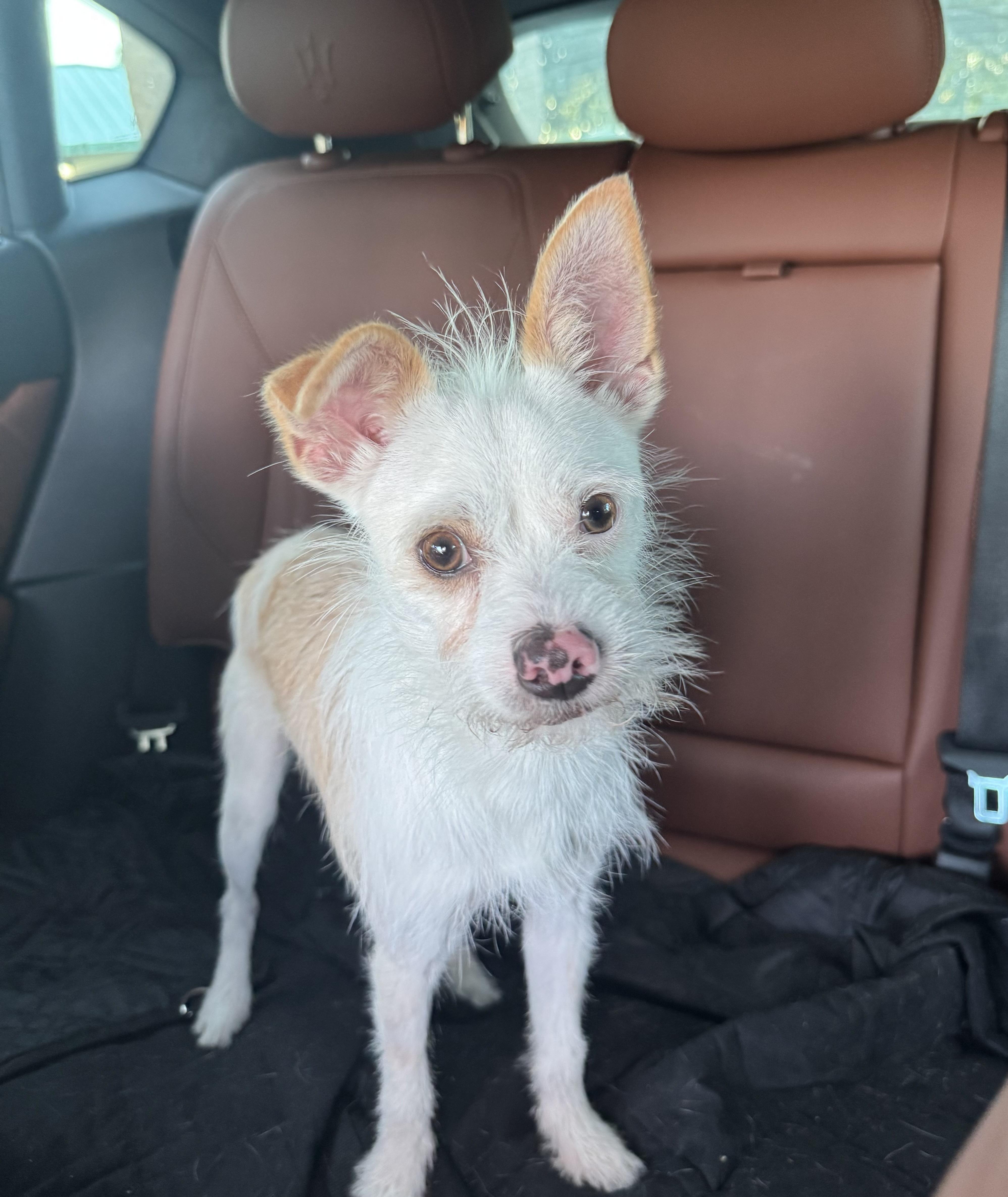 Stretch , ADOPTABLE, Young Male Terrier.