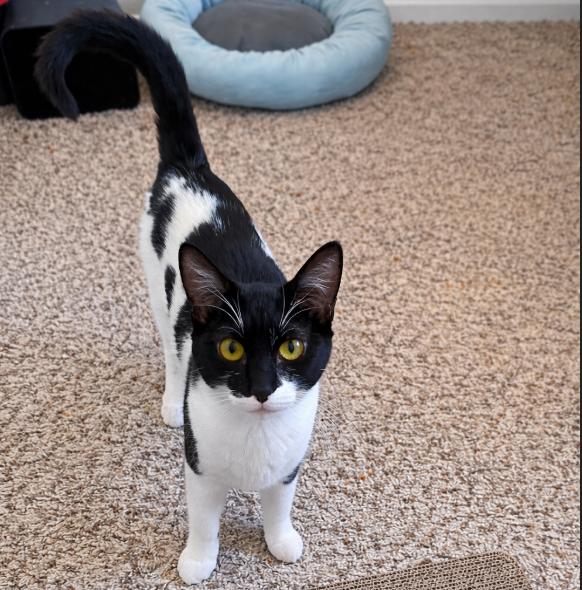 Joan Jett, Adopted, Young Female Domestic Short Hair.