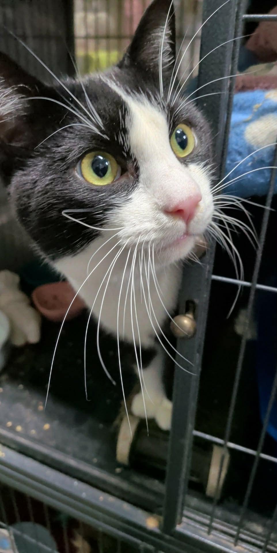 RICHARD (bonded with VALENTINO), a Adoptable Domestic Short Hair in Tillsonburg, ON image 2/3