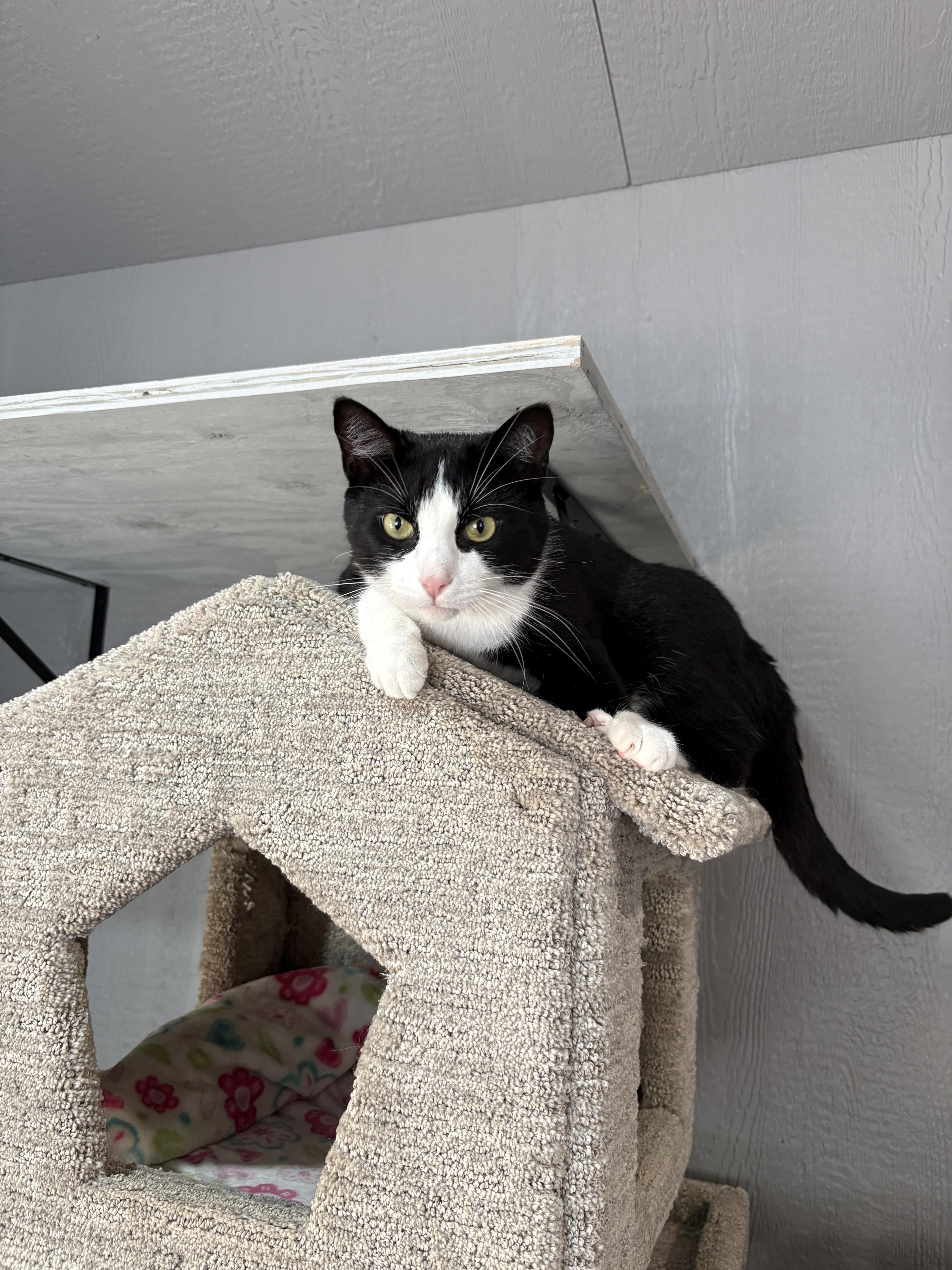 Enlarge RICHARD (bonded with VALENTINO), a Adoptable Domestic Short Hair in Tillsonburg, ON image 4/5