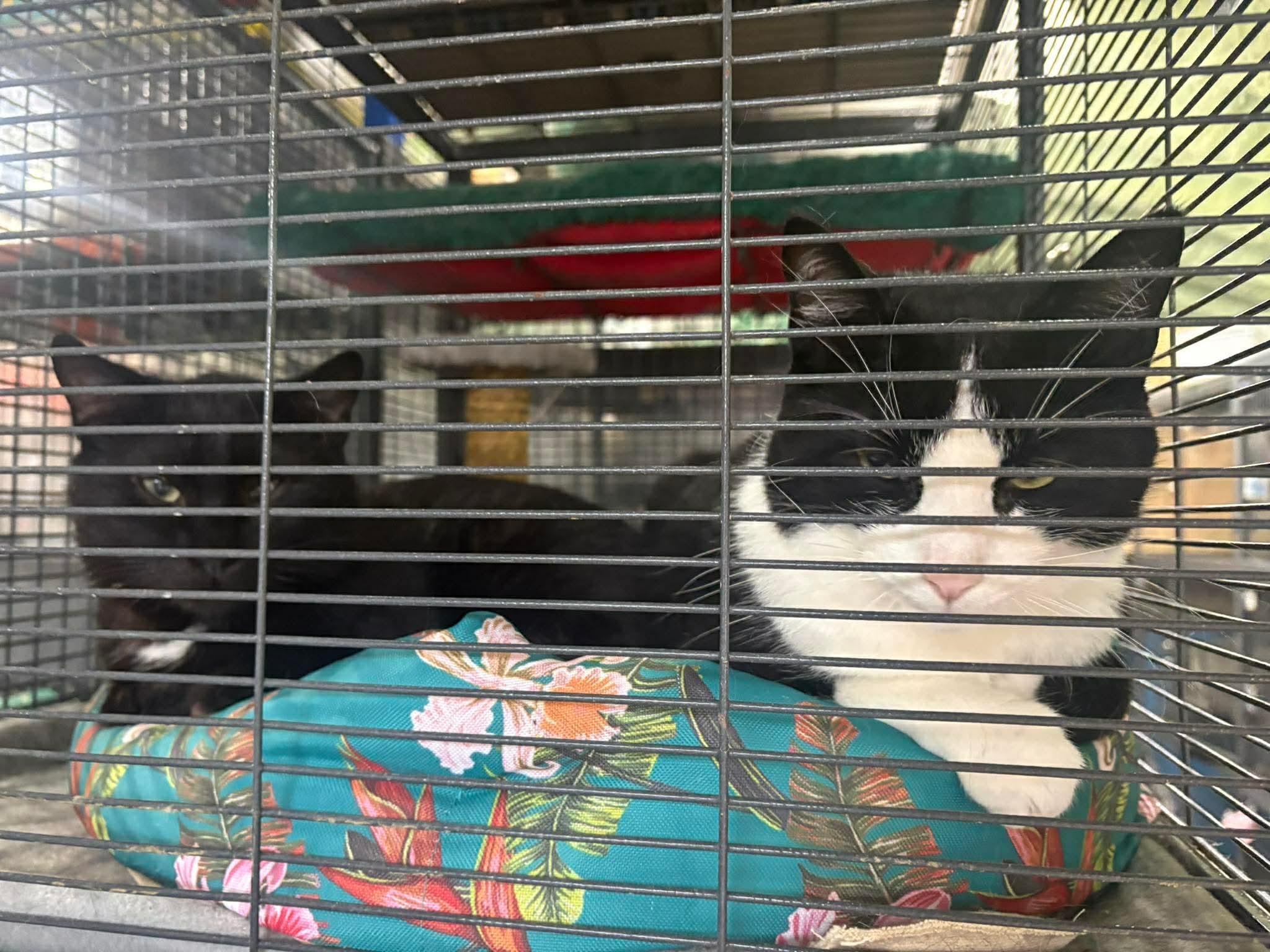RICHARD (bonded with VALENTINO), a Adoptable Domestic Short Hair in Tillsonburg, ON image 3/3
