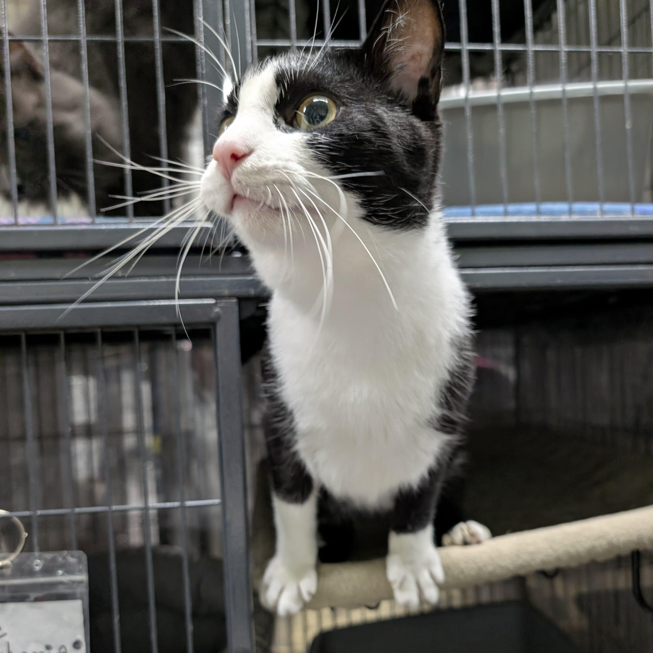 RICHARD (bonded with VALENTINO), Adoptable, Young Male Domestic Short Hair.