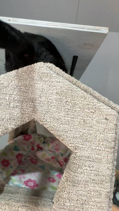Enlarge RICHARD (bonded with VALENTINO), a Adoptable Domestic Short Hair in Tillsonburg, ON video 5/5