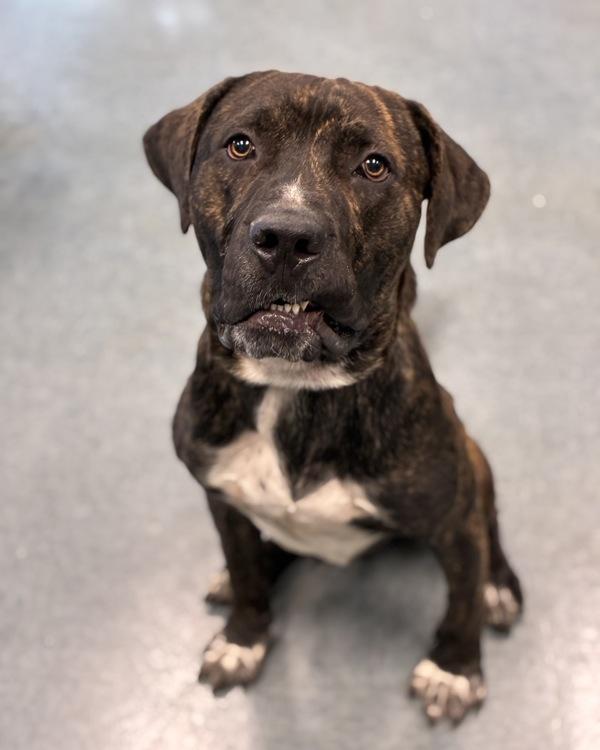 Enlarge Bud, a Adoptable mixed breed in Richmond, VA image 2/2
