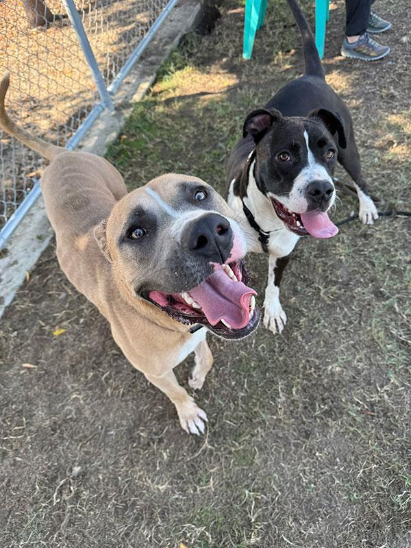 Enlarge Tanner **Courtesy Post. Out of town pet. See below for details**, a Adoptable Pit Bull Terrier in Eagle, ID image 3/4