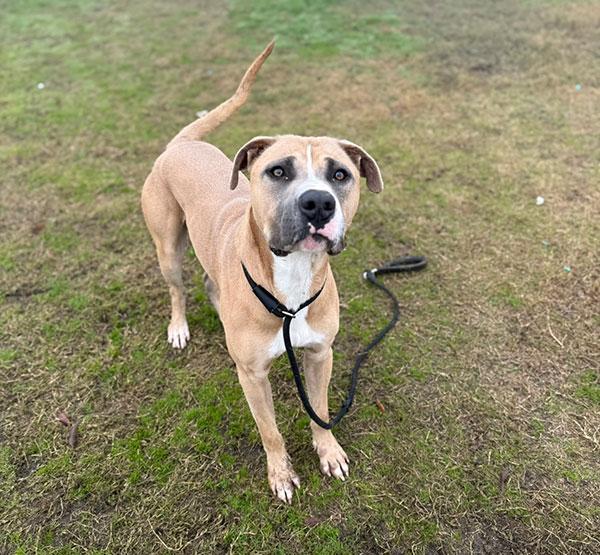 Enlarge Tanner **Courtesy Post. Out of town pet. See below for details**, a Adoptable Pit Bull Terrier in Eagle, ID image 4/4