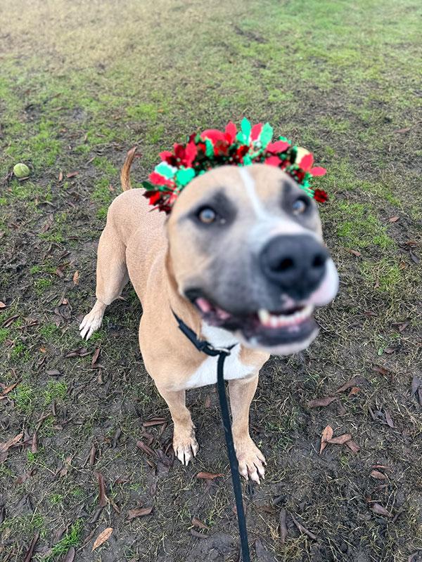 Enlarge Tanner **Courtesy Post. Out of town pet. See below for details**, a Adoptable Pit Bull Terrier in Eagle, ID image 2/4