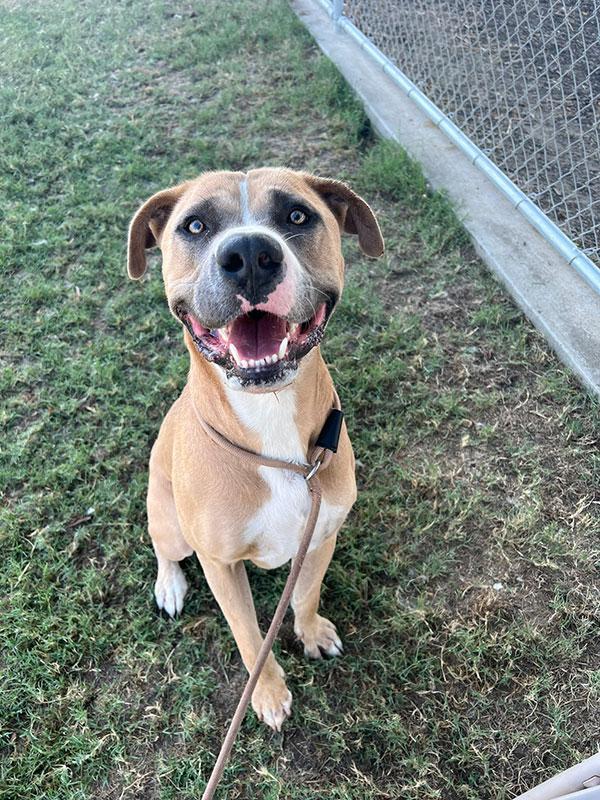 Tanner **Courtesy Post. Out of town pet. See below for details**, Adoptable, Adult Male Pit Bull Terrier.