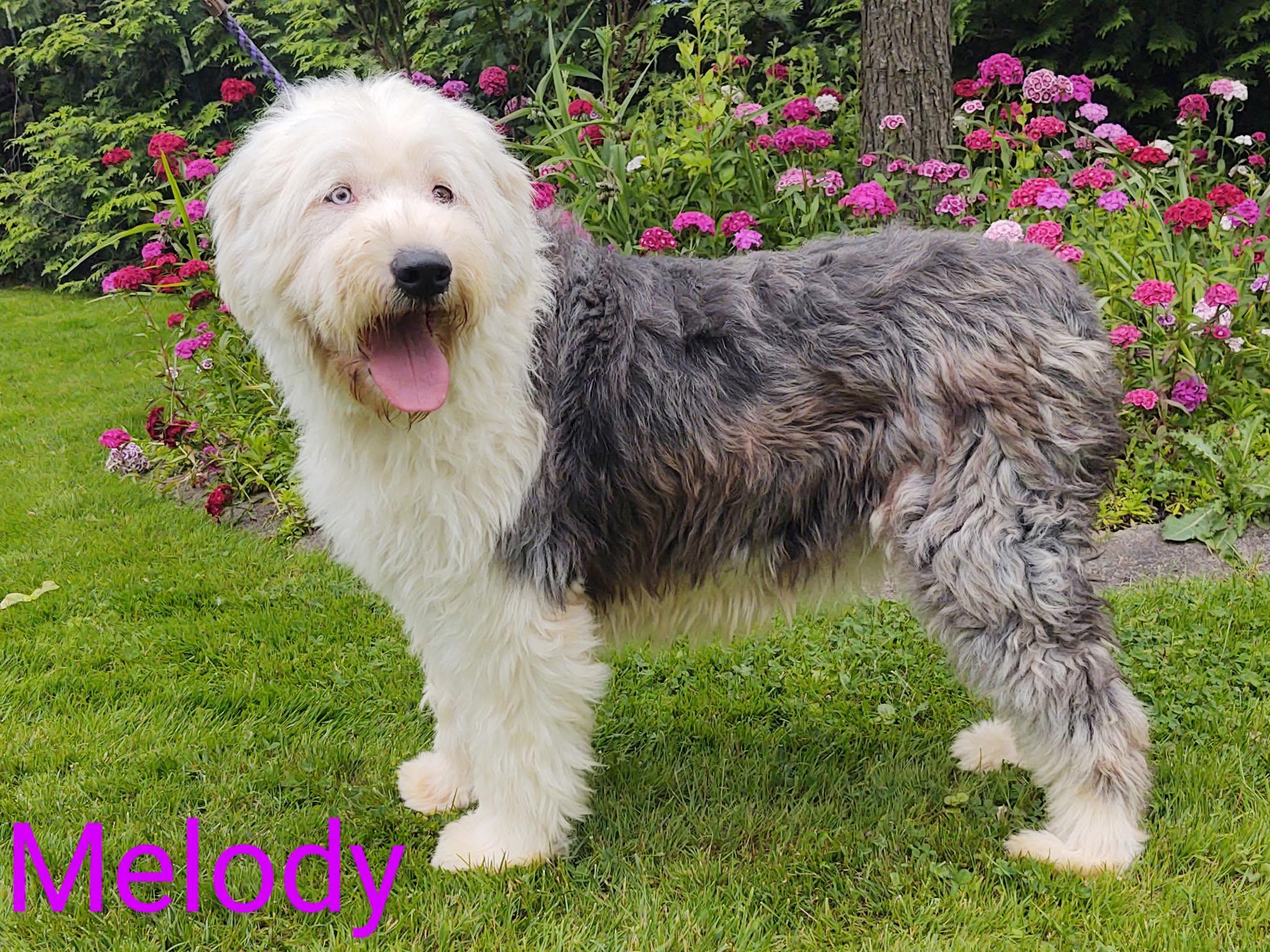 Melody, Adopted, Adult Female Old English Sheepdog.