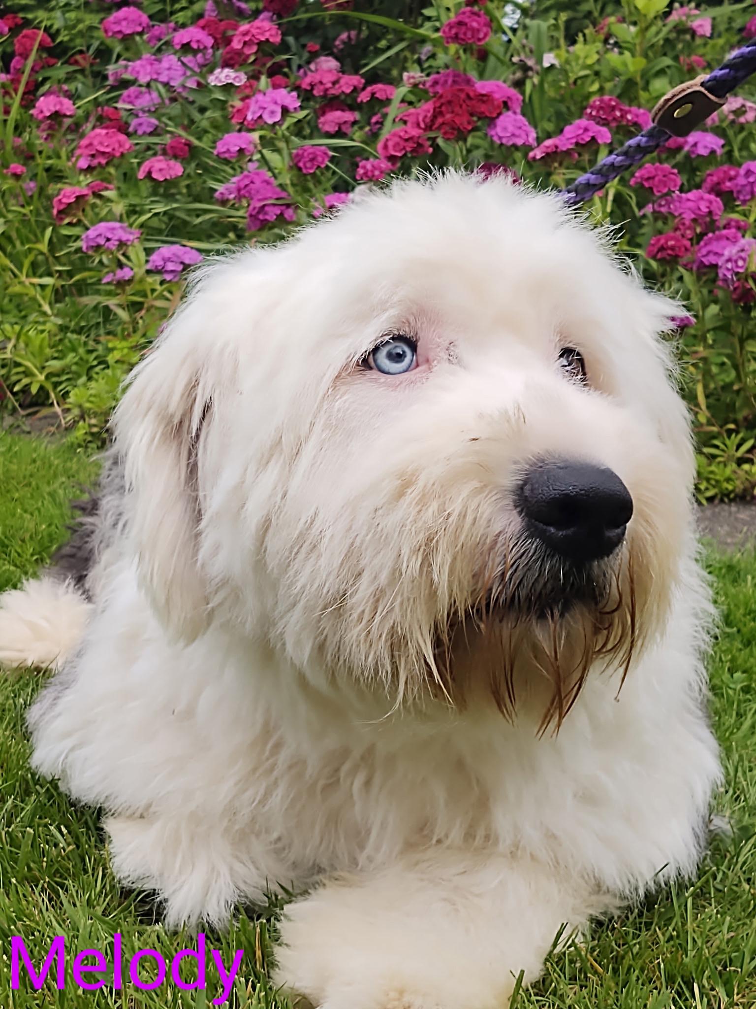 Enlarge Melody, a Adopted Old English Sheepdog in Lincoln, MA image 2/2