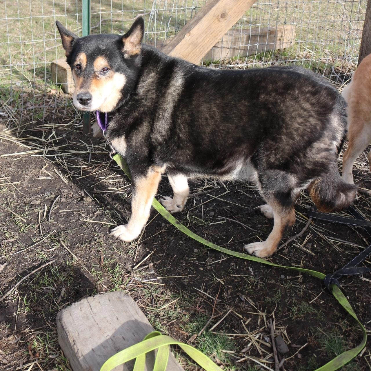 Ember, a ADOPTABLE mixed breed in La Grande, OR image 2/3