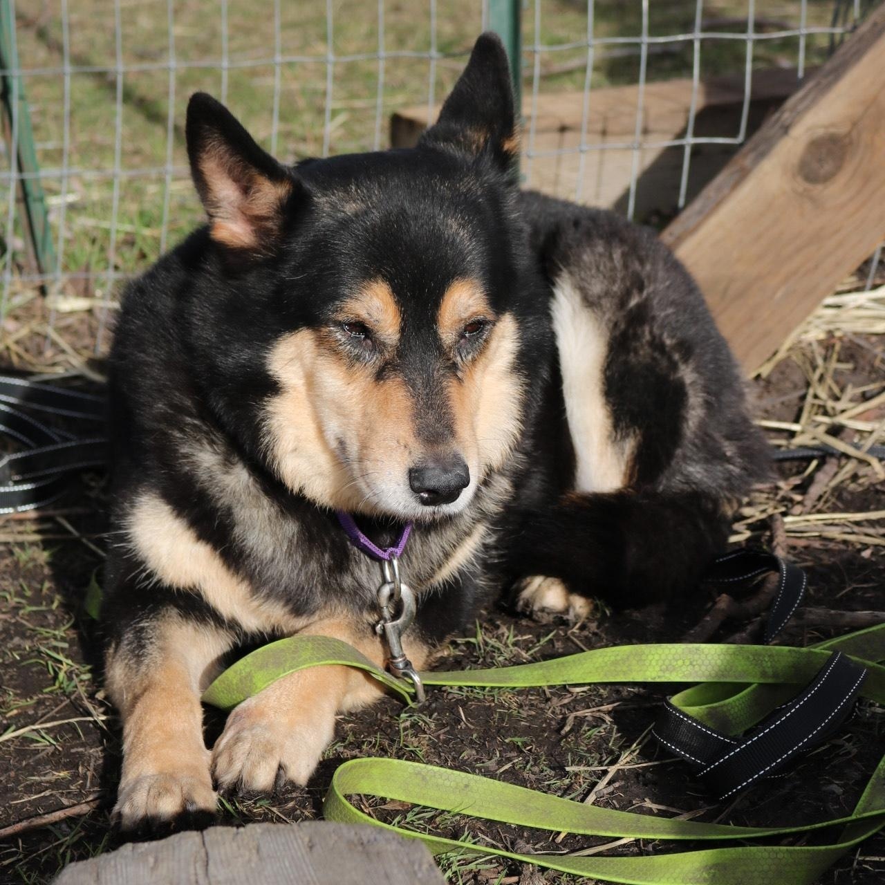 Ember, ADOPTABLE, Adult Female German Shepherd Dog & Husky.
