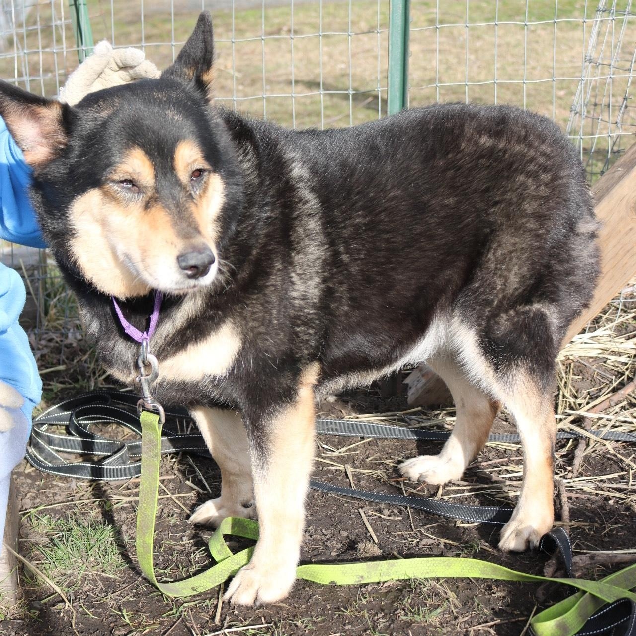 Ember, a ADOPTABLE mixed breed in La Grande, OR image 3/3