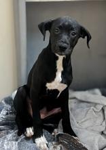 Zoa, ADOPTABLE, Young Female Boxer.