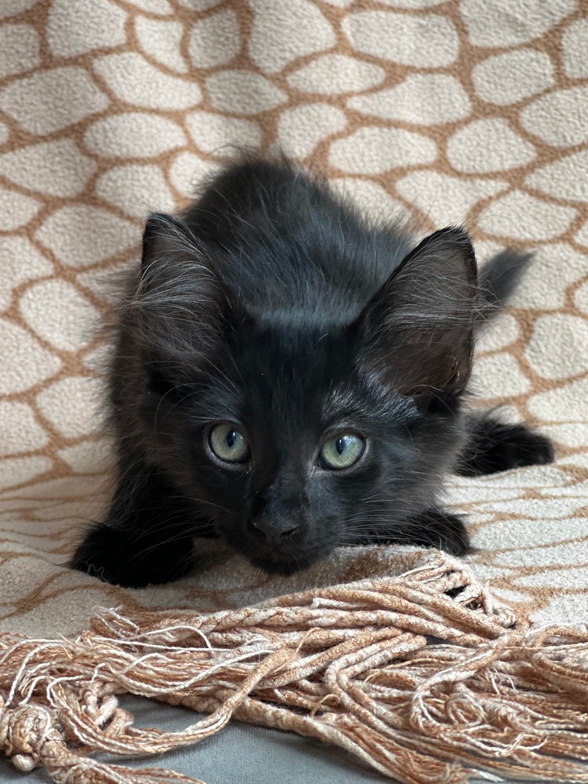 Mischief 1