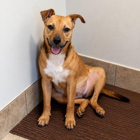 Enlarge Pinky, Loving puppy, Friendly, & Affectionate, a Adoptable mixed breed in Cambridge, MA image 3/5