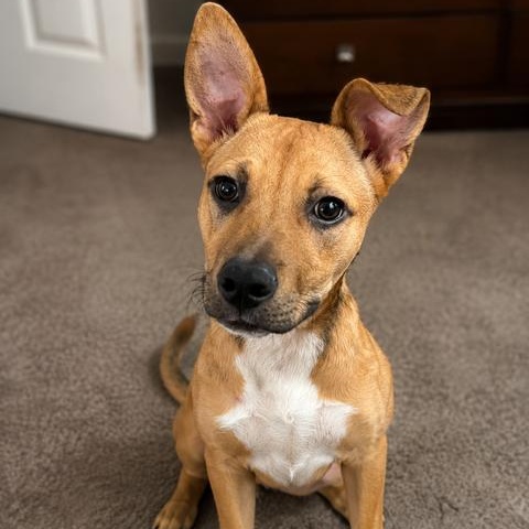 Enlarge Pinky, Loving puppy, Friendly, & Affectionate, a Adoptable mixed breed in Cambridge, MA image 2/5