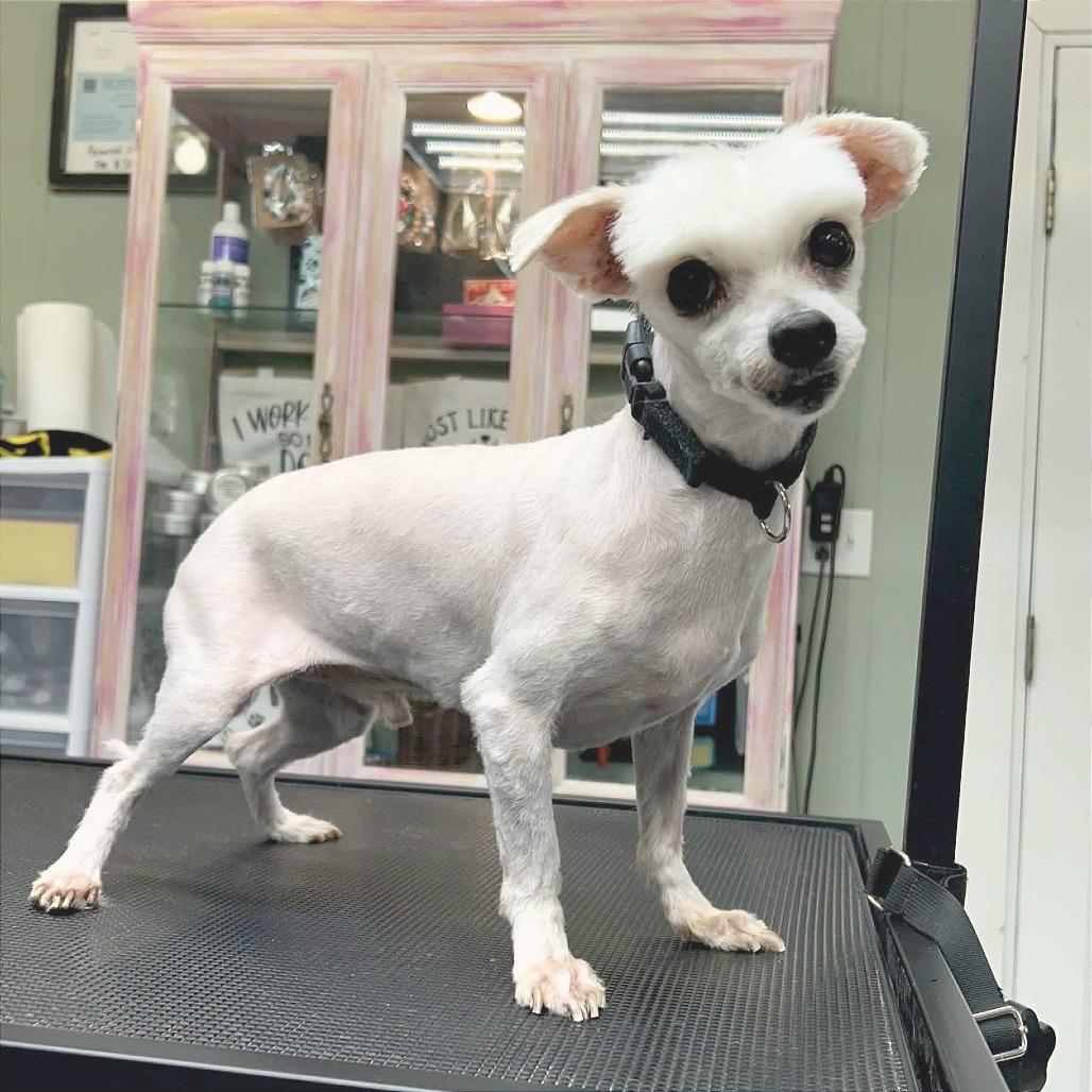 Marco, Adoptable, Senior Male Maltese.