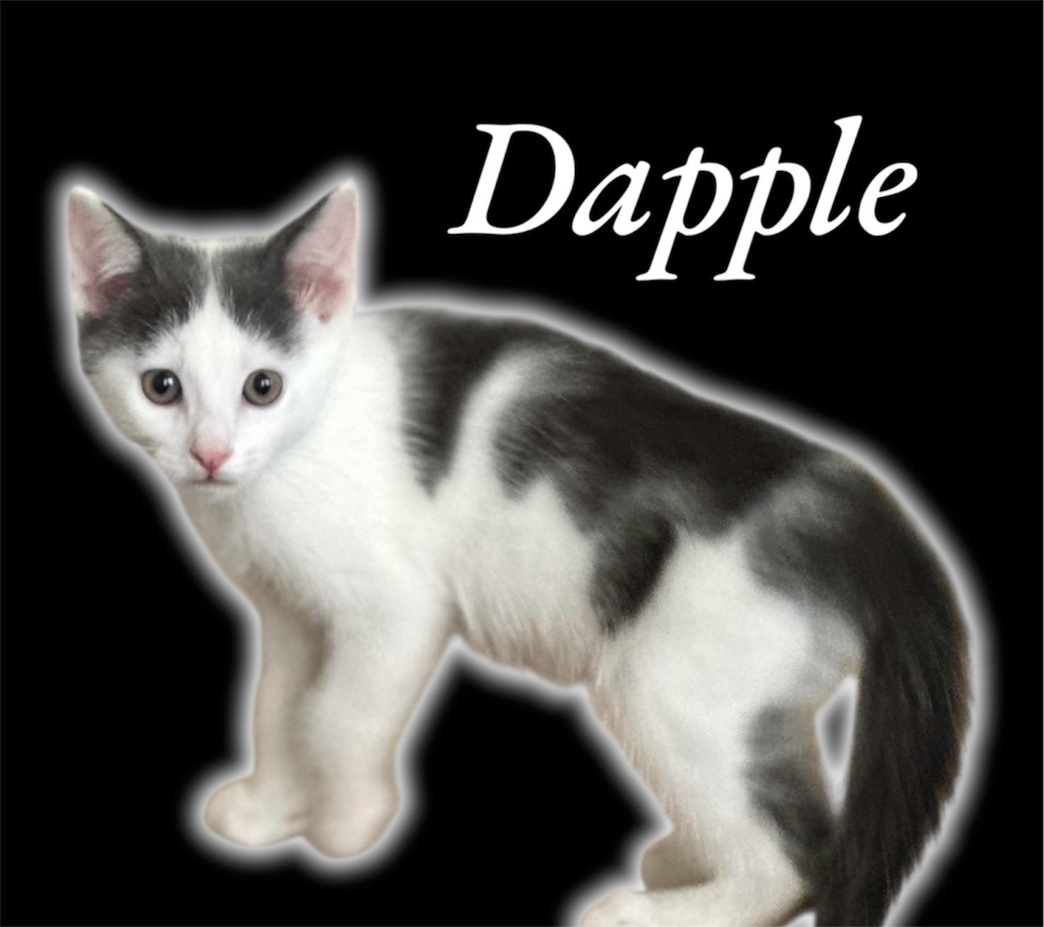 Dapple Domestic Short Hair Cat