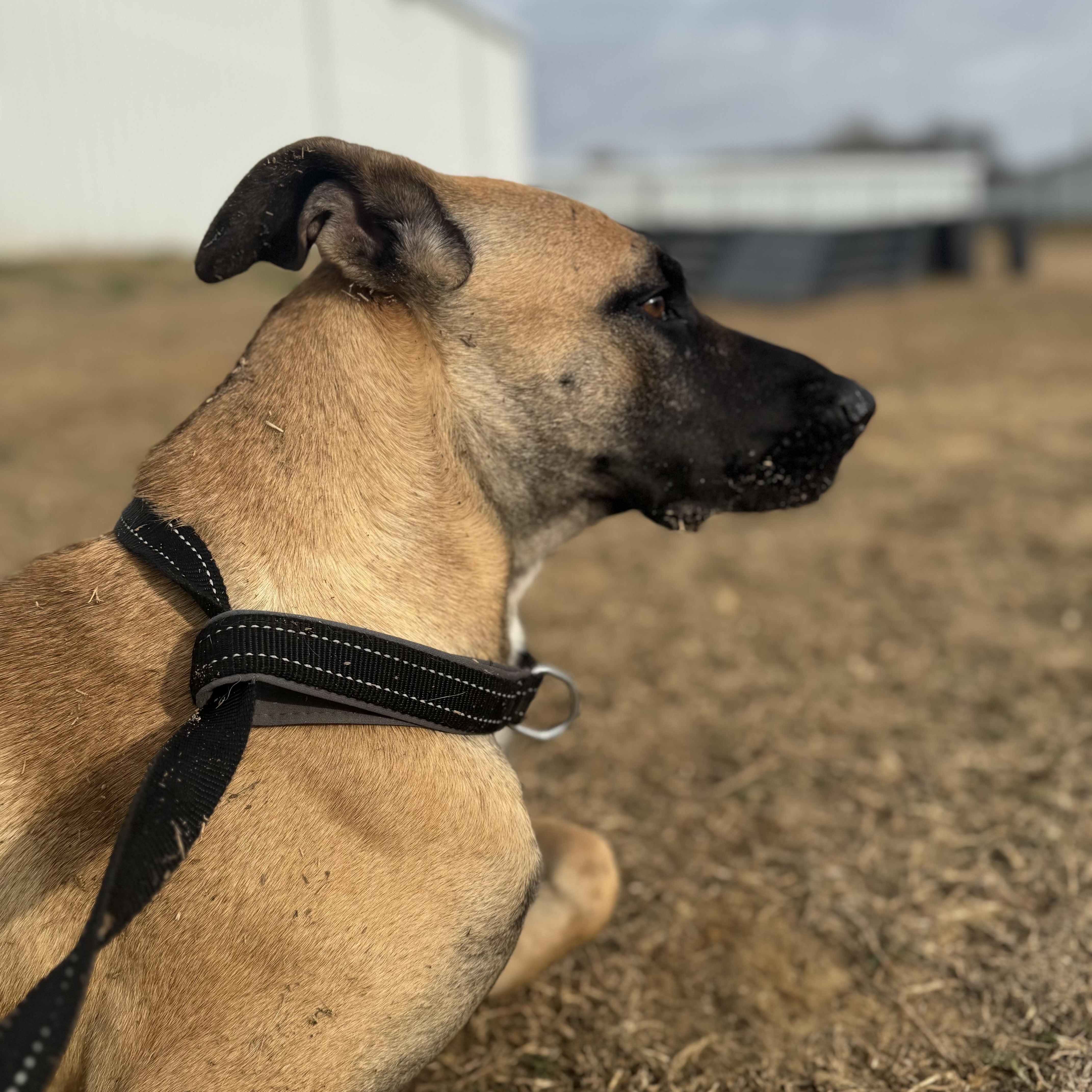 Katarina — thumbnail 6