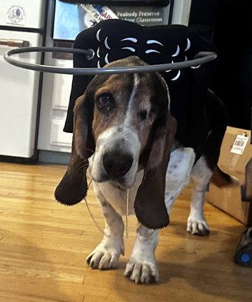 TOBIAS, Adoptable, Senior Male Basset Hound.