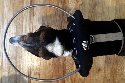 Enlarge TOBIAS, a Adoptable Basset Hound in Mays Landing, NJ image 2/3