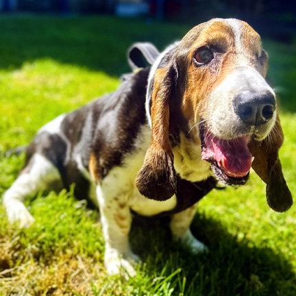Enlarge TOBIAS, a Adoptable Basset Hound in Mays Landing, NJ image 3/3