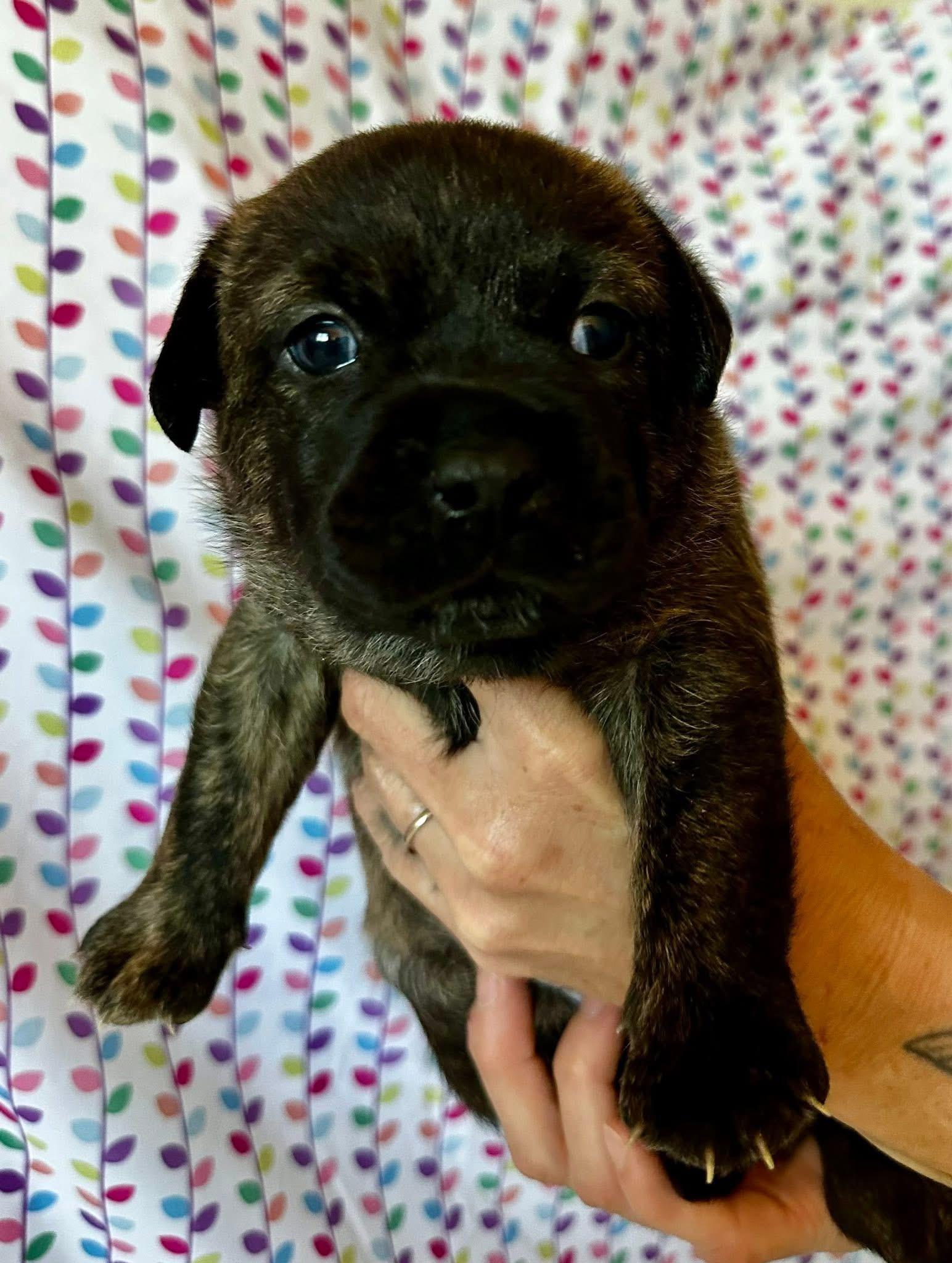 Mya, a ADOPTABLE mixed breed in CLAREMONT, CA image 4/5