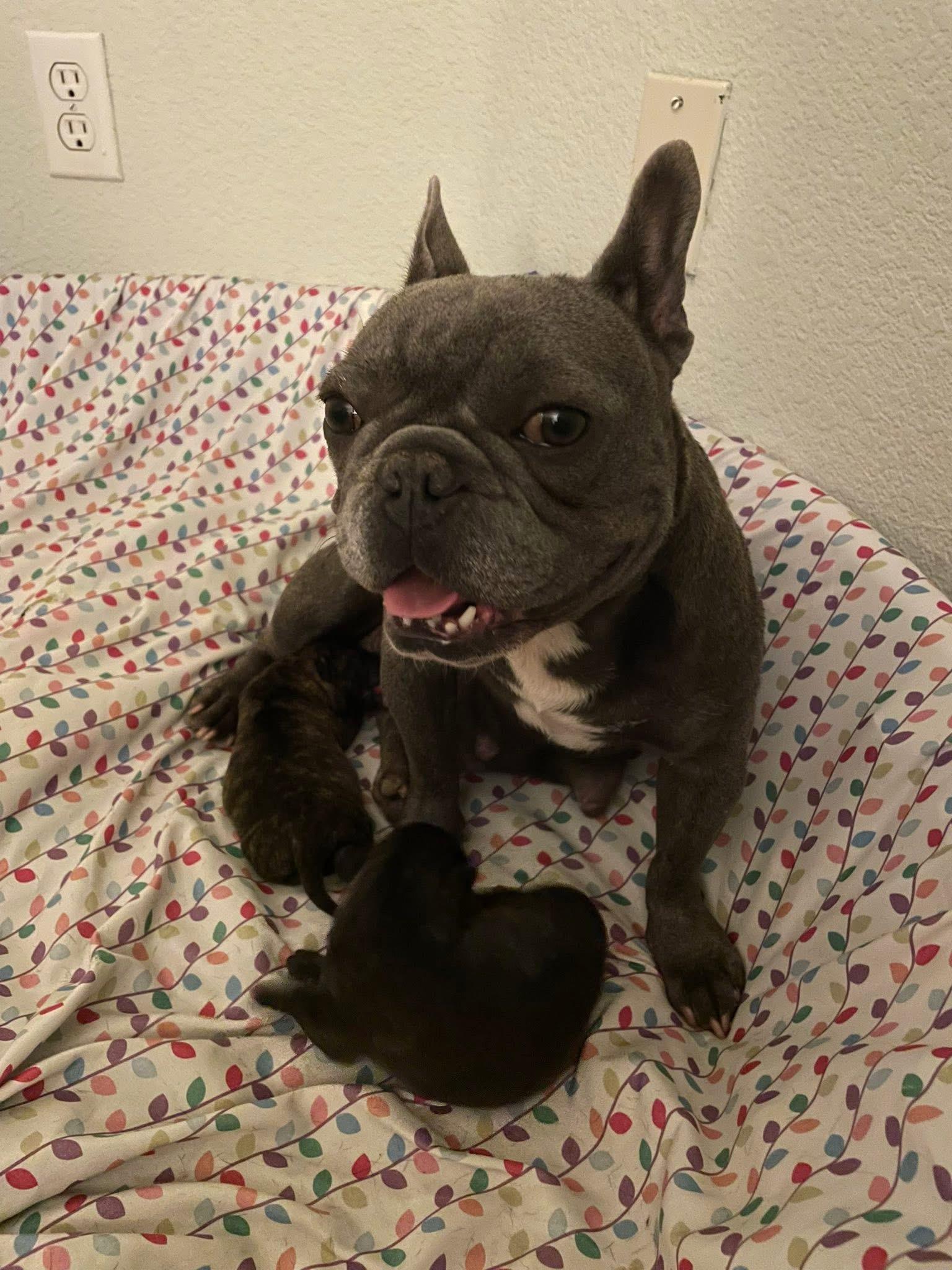 Mya, a ADOPTABLE mixed breed in CLAREMONT, CA image 5/5