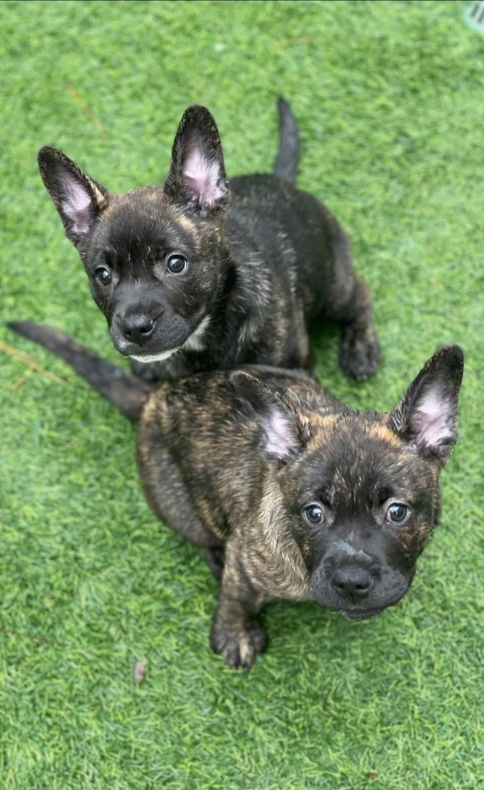 Mya, a ADOPTABLE mixed breed in CLAREMONT, CA image 3/5