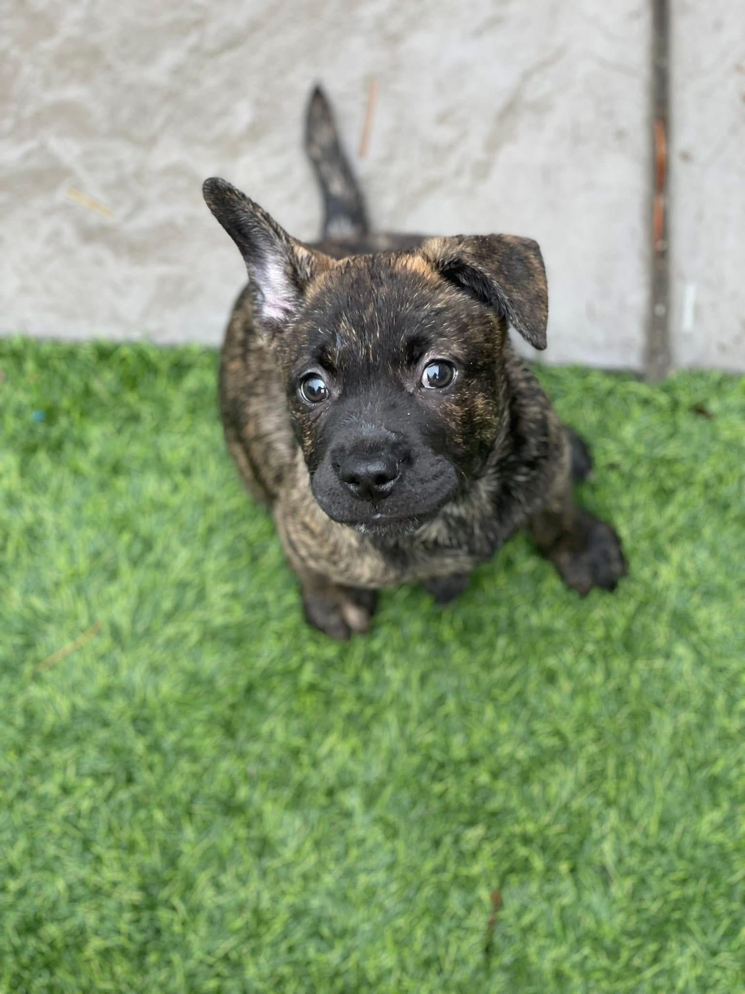 Mya, a ADOPTABLE mixed breed in CLAREMONT, CA image 1/5