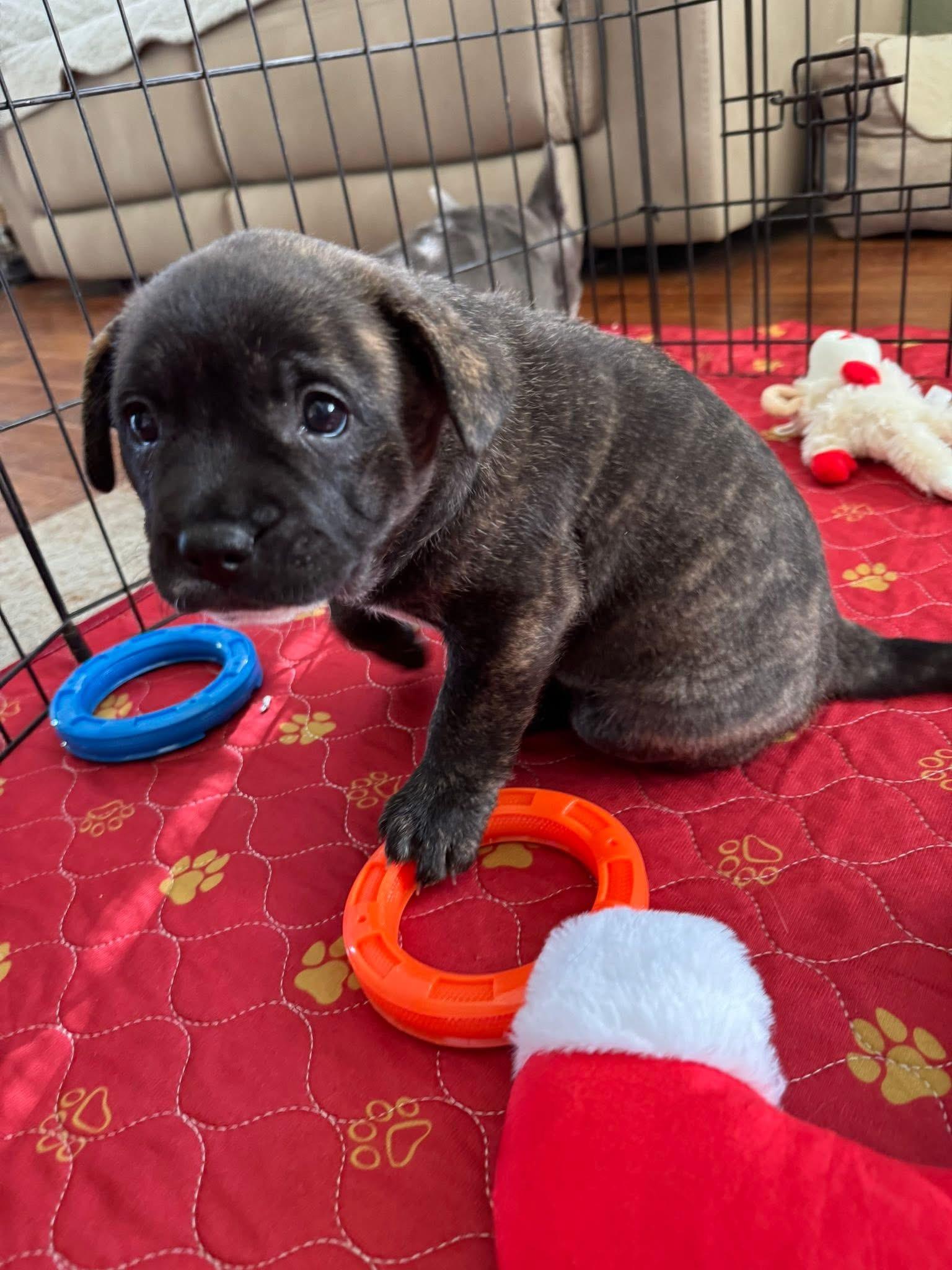 Mya, a ADOPTABLE mixed breed in CLAREMONT, CA image 2/5