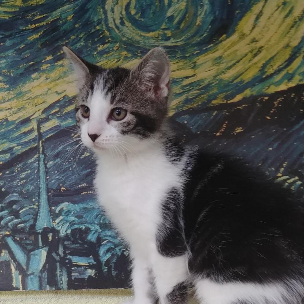 Bridget, Adoptable, Adult Female Domestic Short Hair & Domestic Medium Hair.