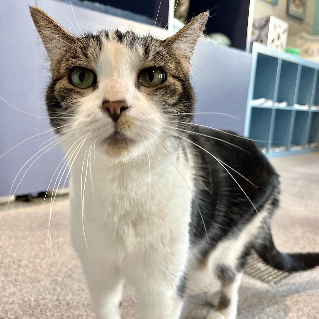 Enlarge Bridget, a Adoptable mixed breed in Englewood, FL image 2/6