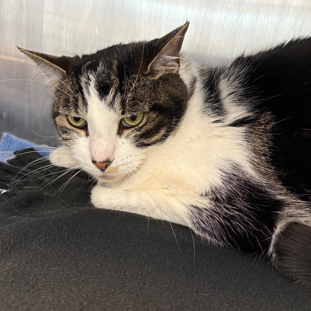 Enlarge Bridget, a Adoptable mixed breed in Englewood, FL image 3/6