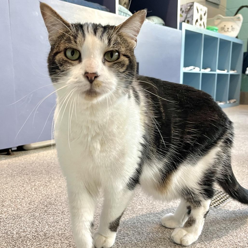 Enlarge Bridget, a Adoptable mixed breed in Englewood, FL image 4/6