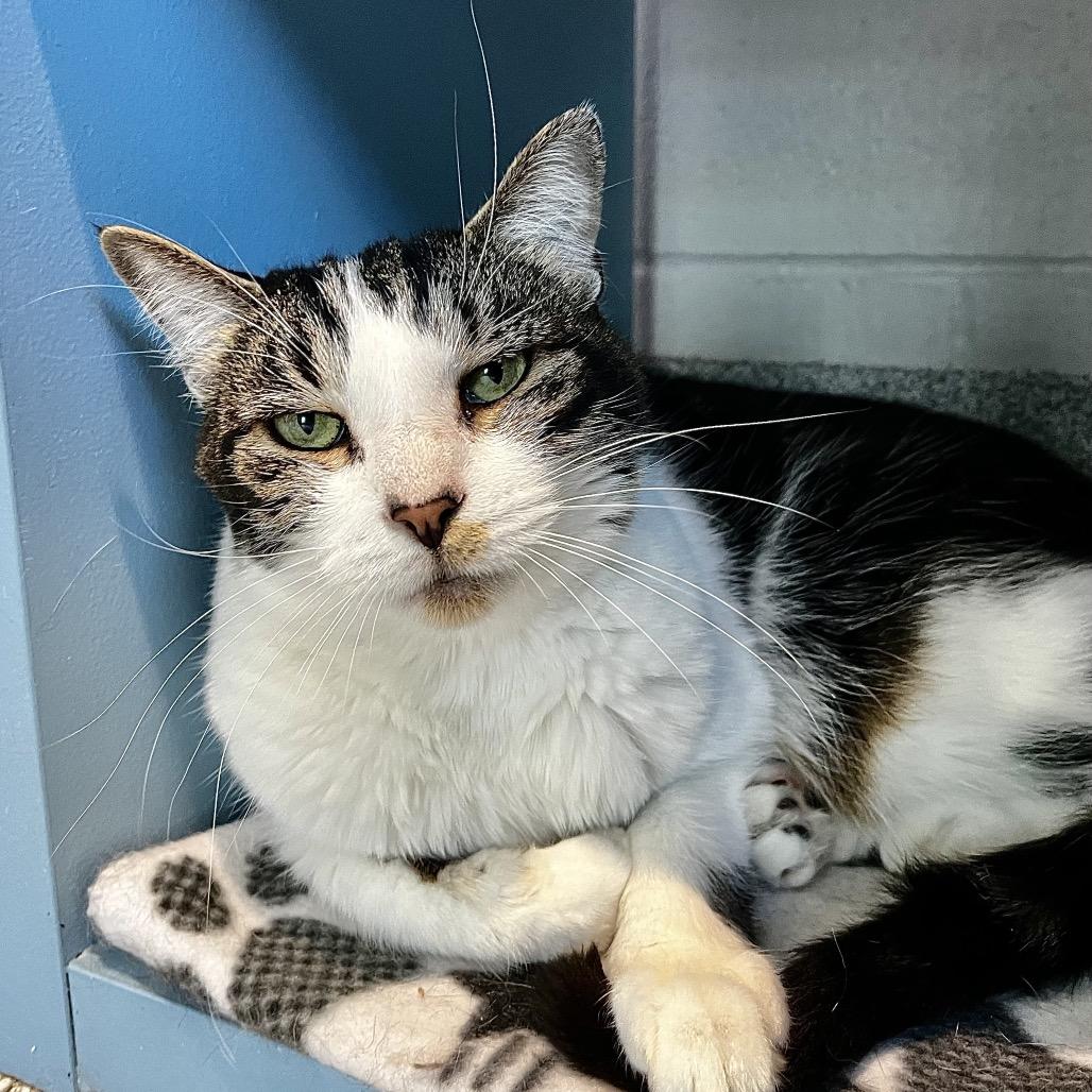 Enlarge Bridget, a Adoptable mixed breed in Englewood, FL image 5/6