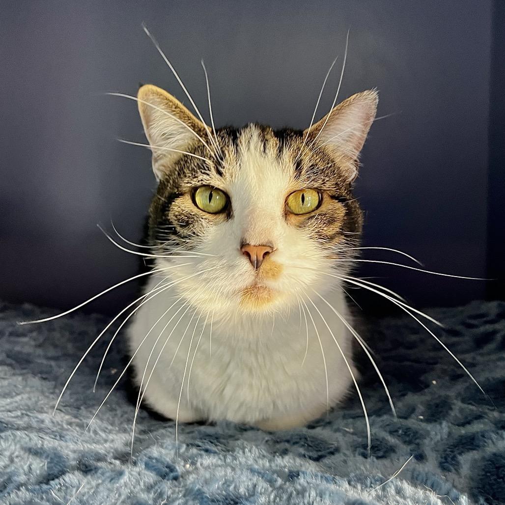 Enlarge Bridget, a Adoptable mixed breed in Englewood, FL image 6/6