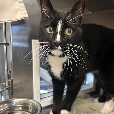 Jimmy, Adoptable, Senior Male Domestic Short Hair.