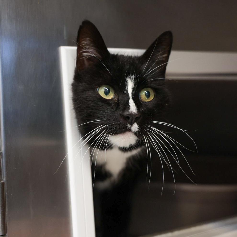 Enlarge Jimmy, a Adoptable Domestic Short Hair in Santa Barbara, CA image 3/3