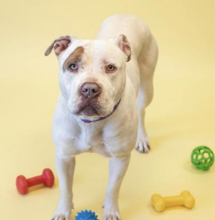 Commanchee, Adoptable, Young Male Pit Bull Terrier & Mixed Breed.
