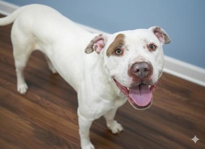 Enlarge Commanchee, a Adoptable mixed breed in Bowling Green, KY image 2/2