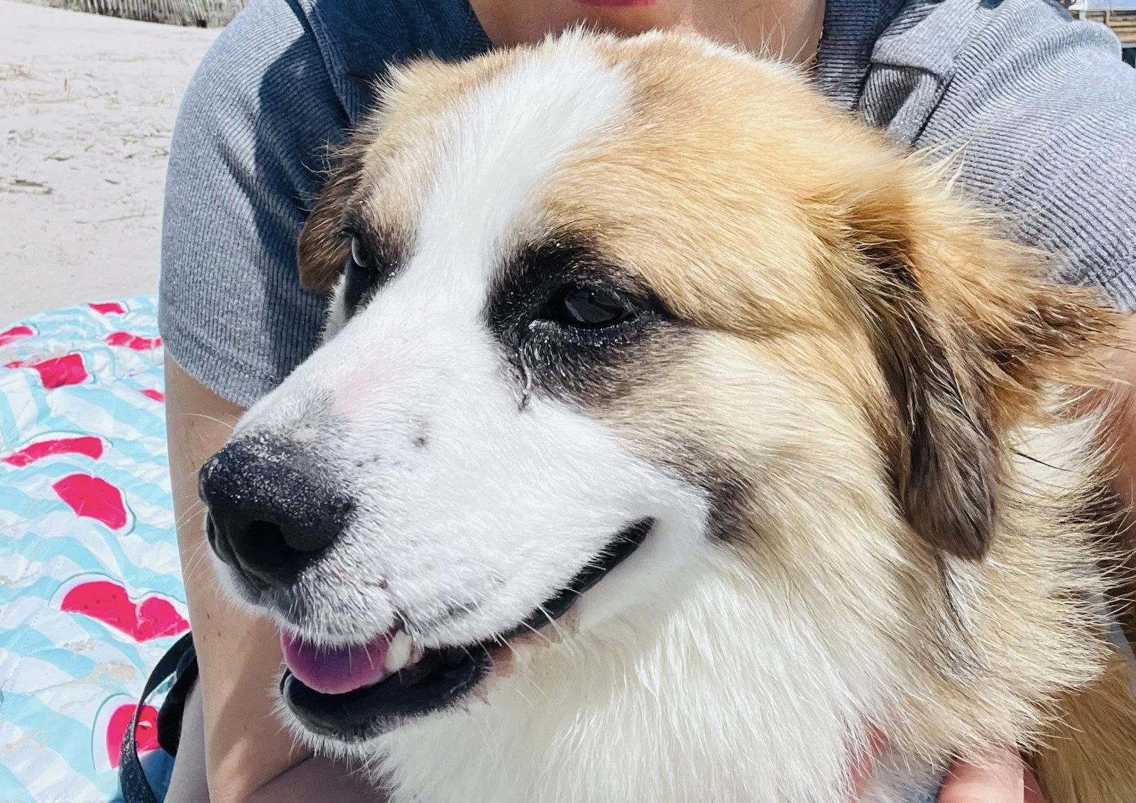 Enlarge Little Bear, a Adoptable Corgi in Glenmoore, PA image 1/3