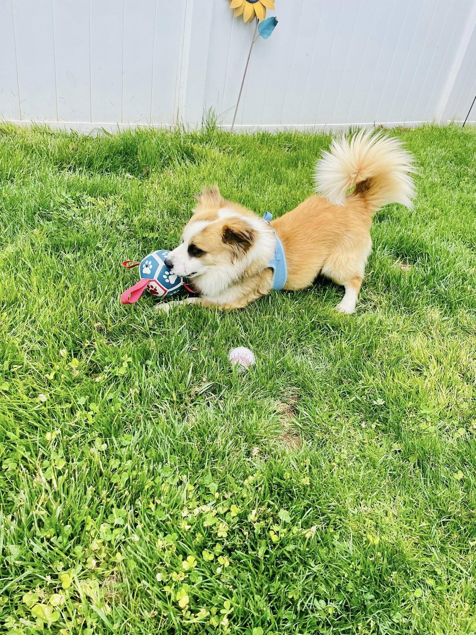 Enlarge Little Bear, a Adoptable Corgi in Glenmoore, PA image 2/3