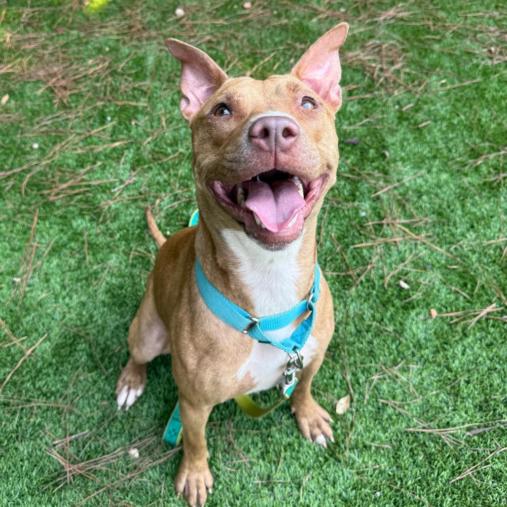 Stitch 3145, Adoptable, Adult Female Mixed Breed.