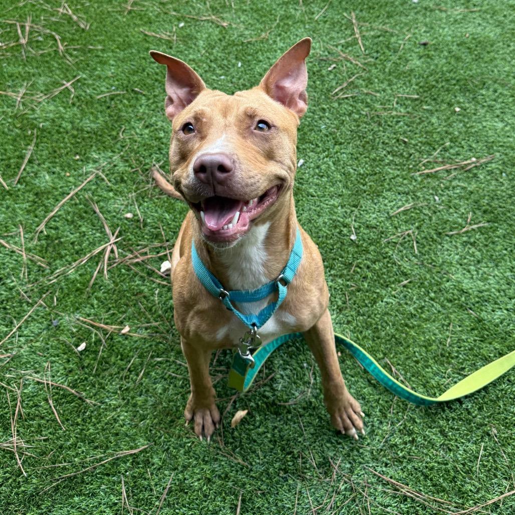 Stitch 3145, a Adoptable Mixed Breed in Hamilton, GA image 2/6