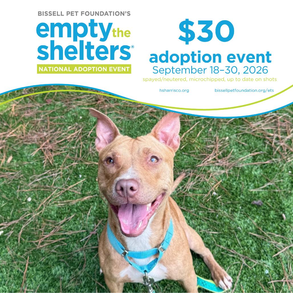 Enlarge Stitch 3145, a Adoptable Mixed Breed in Hamilton, GA image 3/6