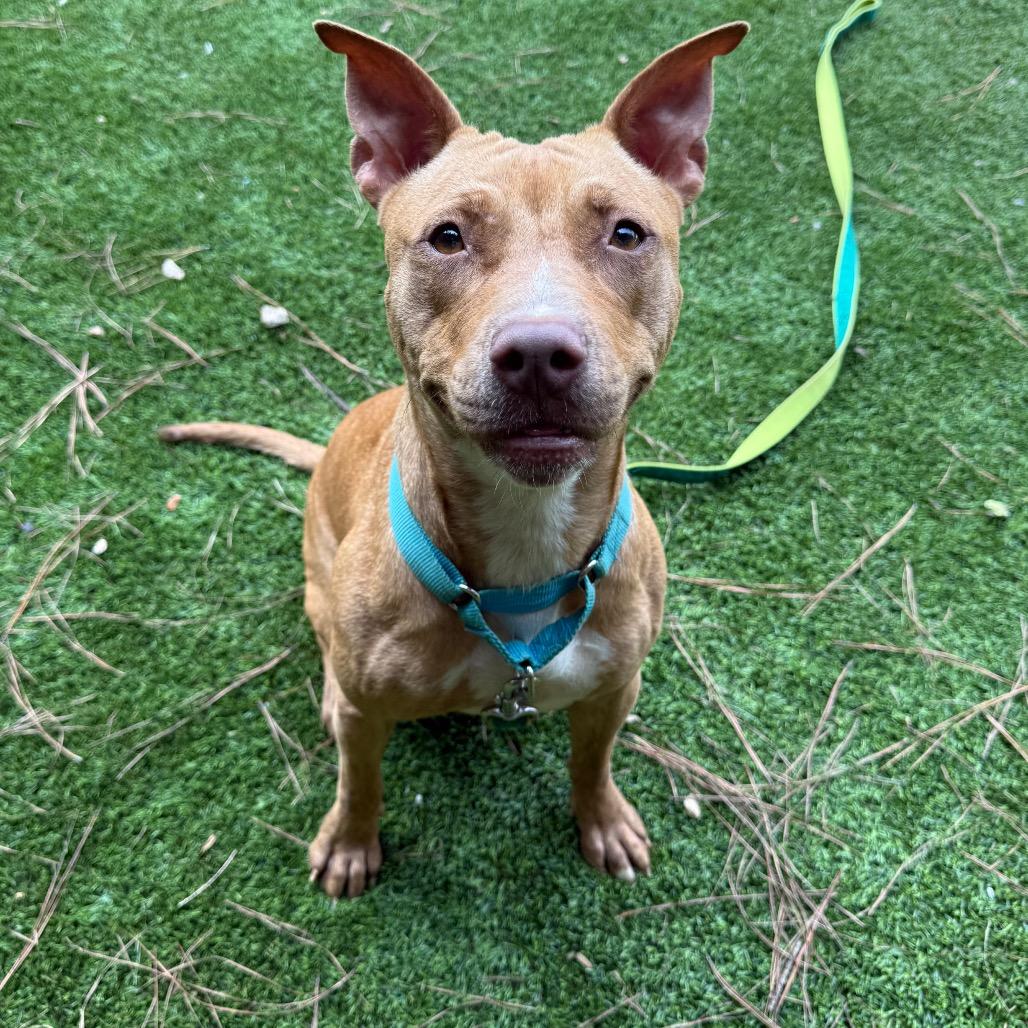 Stitch 3145, a Adoptable Mixed Breed in Hamilton, GA image 3/6