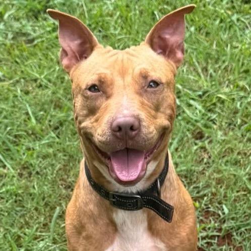 Stitch 3145, a Adoptable Mixed Breed in Hamilton, GA image 4/6